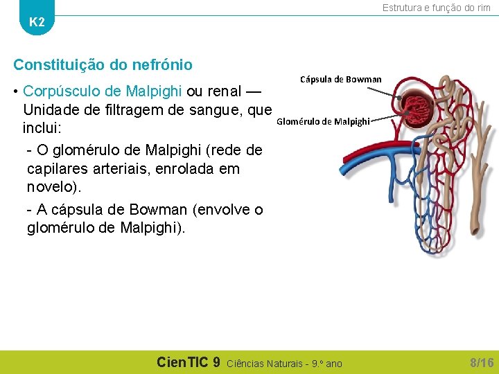 Estrutura e função do rim K 2 Constituição do nefrónio Cápsula de Bowman •