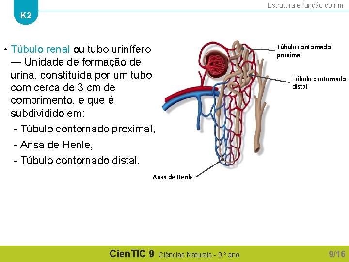 Estrutura e função do rim K 2 Túbulo contornado proximal • Túbulo renal ou