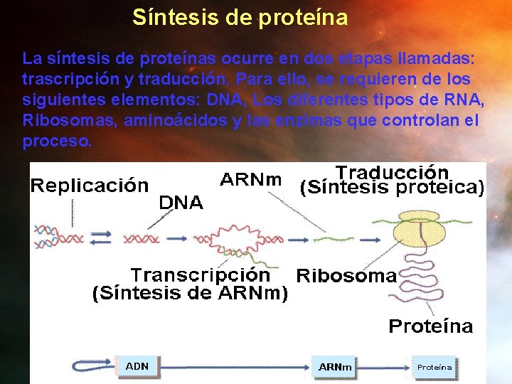 Síntesis de proteína La síntesis de proteínas ocurre en dos etapas llamadas: trascripción y