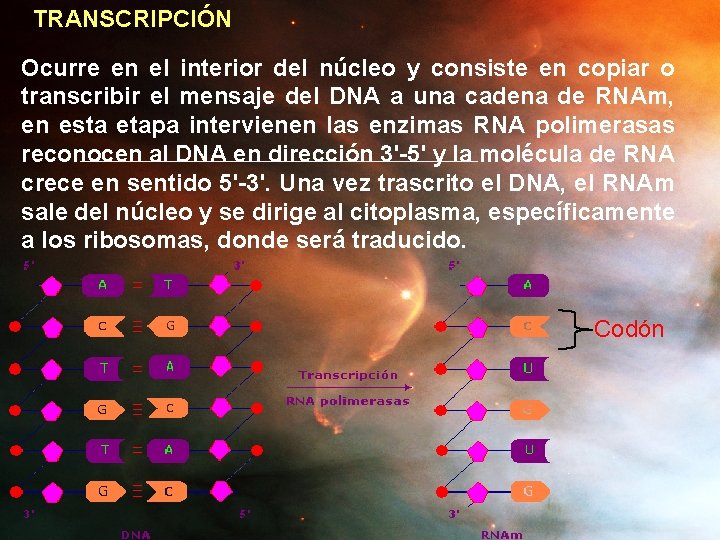 TRANSCRIPCIÓN Ocurre en el interior del núcleo y consiste en copiar o transcribir el