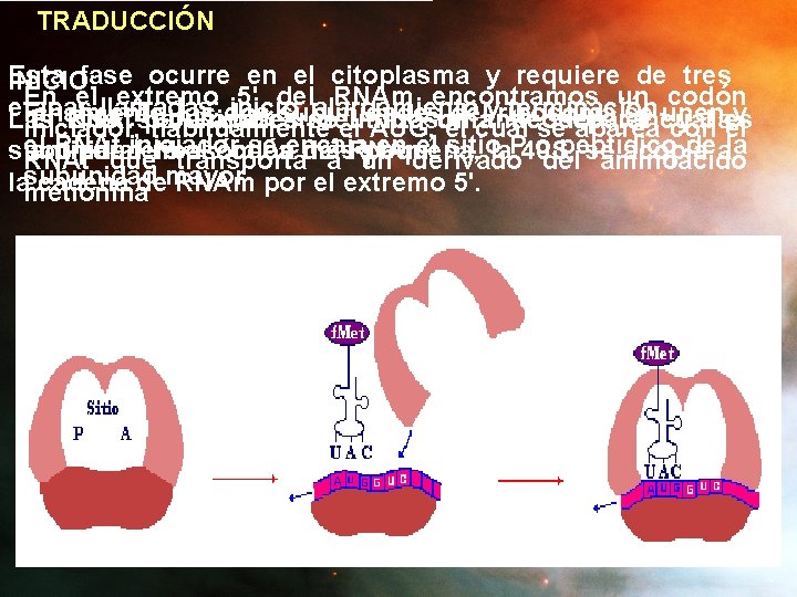 TRADUCCIÓN Esta fase ocurre en el citoplasma y requiere de tres INICIO: En el