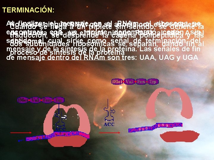 TERMINACIÓN: Al finalizar el mensaje en se el acople RNAm, el estos ribosoma sela