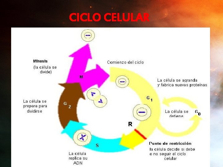 CICLO CELULAR 
