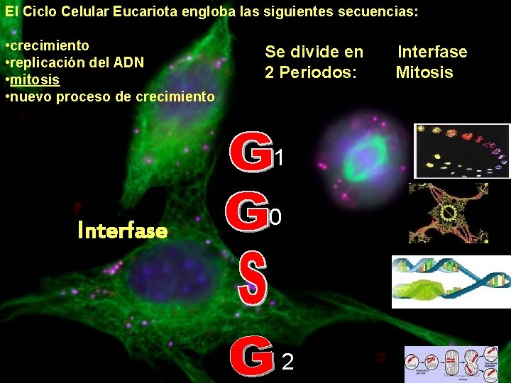 El Ciclo Celular Eucariota engloba las siguientes secuencias: • crecimiento • replicación del ADN