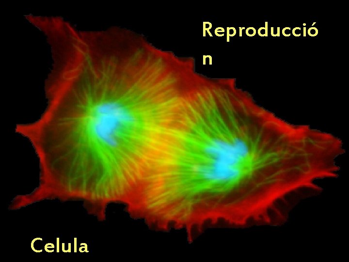 Reproducció n Celula 