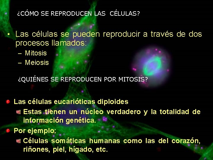 ¿CÓMO SE REPRODUCEN LAS CÉLULAS? • Las células se pueden reproducir a través de