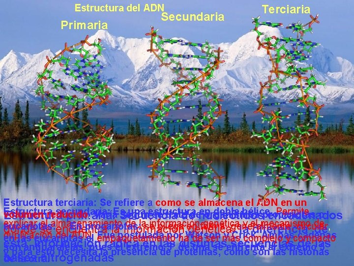 Estructura del ADN Primaria DNA Secundaria Terciaria Estructura terciaria: Se refiere a como se