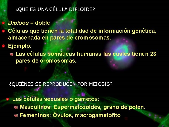 ¿QUÉ ES UNA CÉLULA DIPLOIDE? Diploos = doble Células que tienen la totalidad de