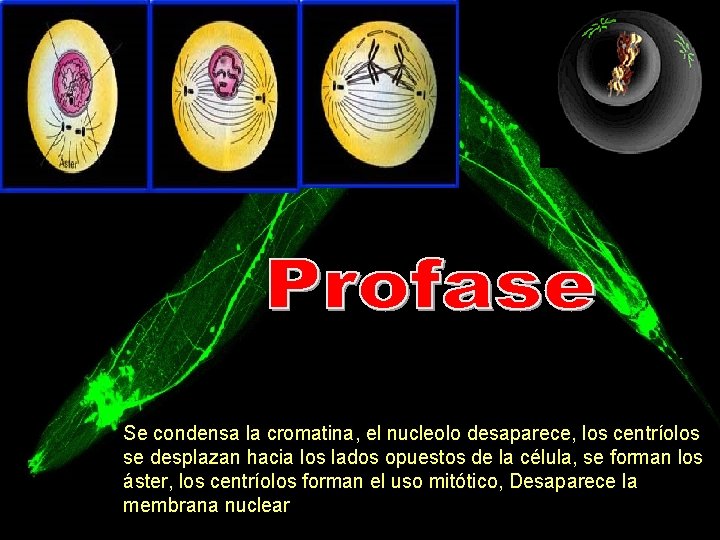 Se condensa la cromatina, el nucleolo desaparece, los centríolos se desplazan hacia los lados