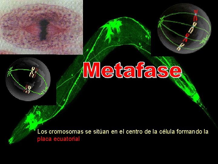 Los cromosomas se sitúan en el centro de la célula formando la placa ecuatorial