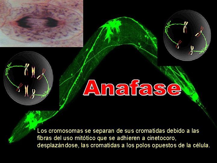 Los cromosomas se separan de sus cromatidas debido a las fibras del uso mitótico