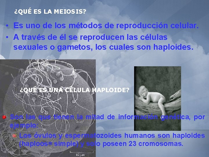 ¿QUÉ ES LA MEIOSIS? • Es uno de los métodos de reproducción celular. •