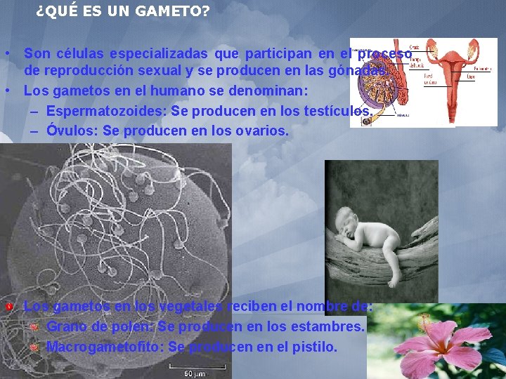 ¿QUÉ ES UN GAMETO? • Son células especializadas que participan en el proceso de
