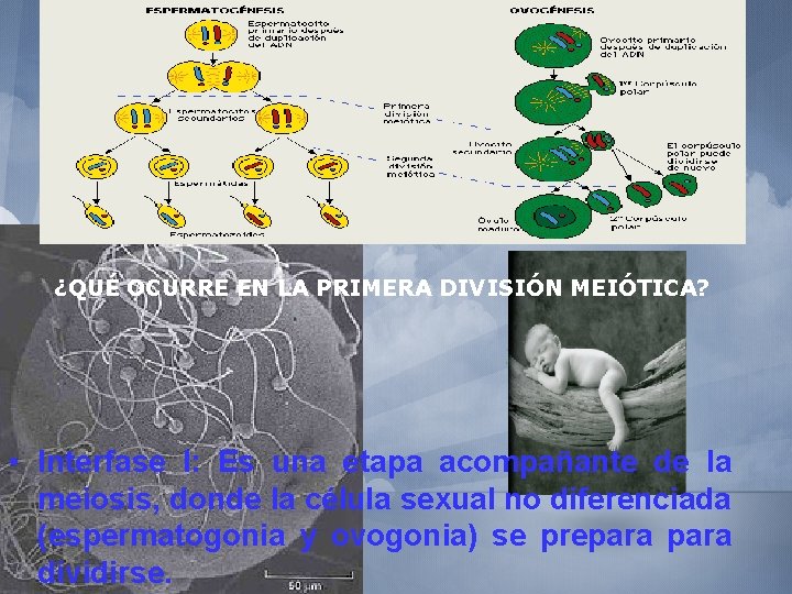 ¿QUÉ OCURRE EN LA PRIMERA DIVISIÓN MEIÓTICA? • Interfase I: Es una etapa acompañante
