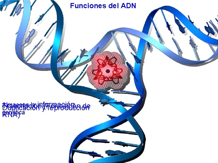 Funciones del ADN Almacena la información Trascripción de Duplicación y(Formación reproducción genética RNA) 