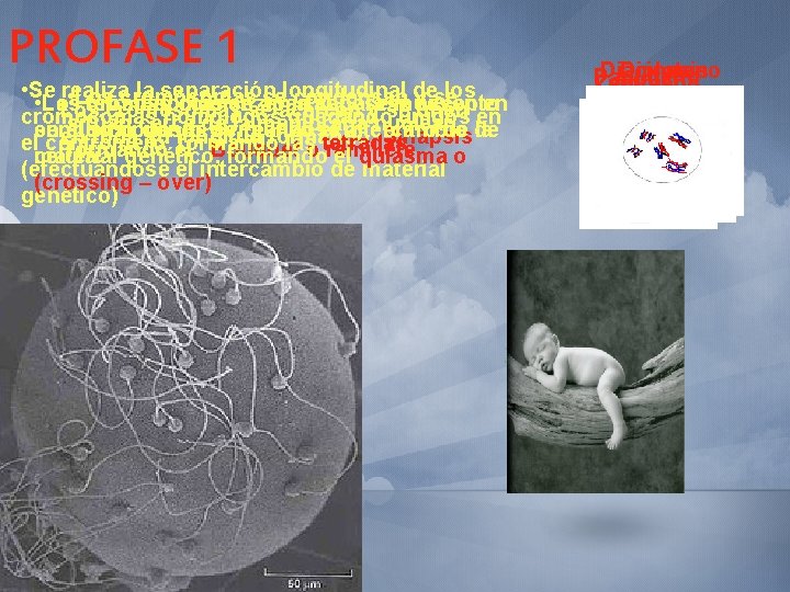 PROFASE 1 • Se realiza la separación de los • Los cromosomas selongitudinal condensan