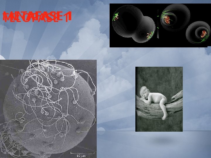 METAFASE ANAFASE 11 TELOFASE 
