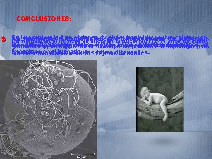 CONCLUSIONES: En la citocinesis II la se obtienen 4 I células haploides; estas son
