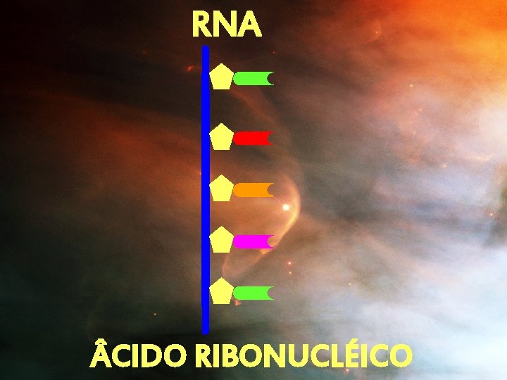 RNA CIDO RIBONUCLÉICO 