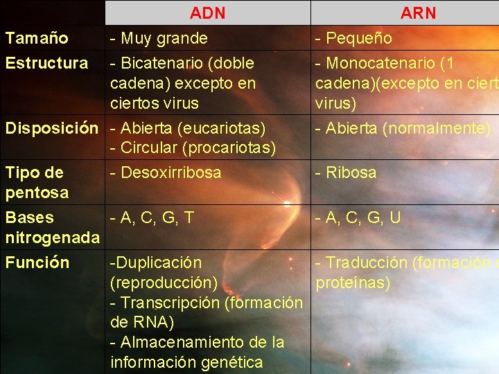 Tamaño Estructura ADN - Muy grande - Bicatenario (doble cadena) excepto en ciertos virus