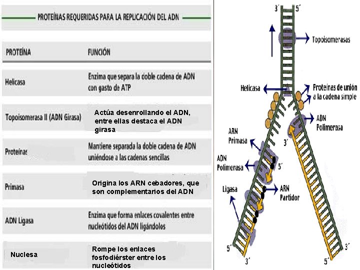 Tipos de RNA Actúa desenrollando el ADN, entre ellas destaca el ADN girasa Origina