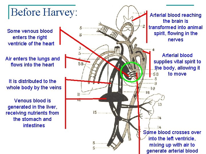 Before Harvey: Some venous blood enters the right ventricle of the heart Air enters