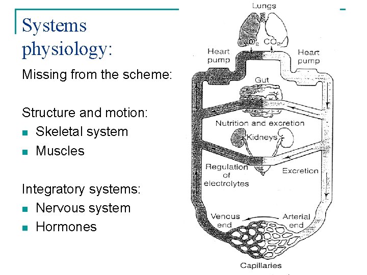 Systems physiology: Missing from the scheme: Structure and motion: n Skeletal system n Muscles