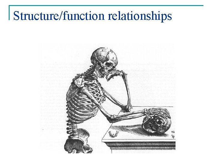 Structure/function relationships 