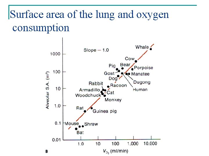 Surface area of the lung and oxygen consumption 