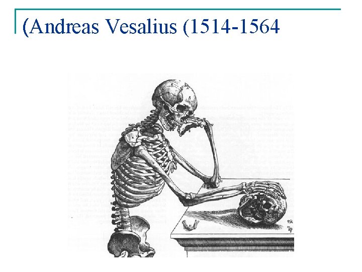(Andreas Vesalius (1514 -1564 