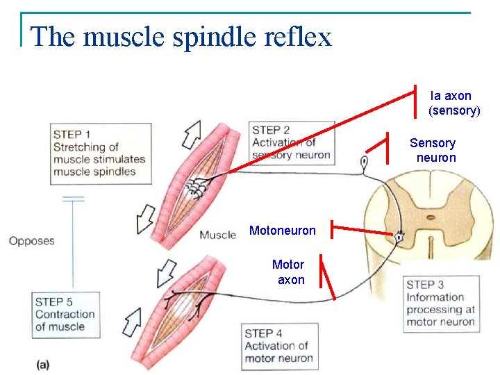 The muscle spindle reflex Ia axon (sensory) Sensory neuron Motor axon 