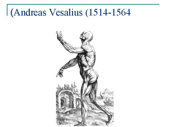 (Andreas Vesalius (1514 -1564 