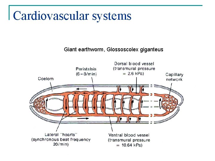 Cardiovascular systems Giant earthworm, Glossoscolex giganteus 