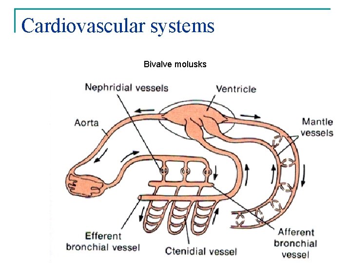 Cardiovascular systems Bivalve molusks 