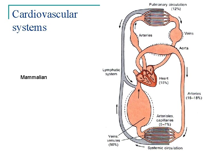 Cardiovascular systems Mammalian 