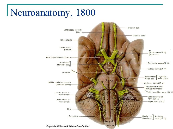 Neuroanatomy, 1800 