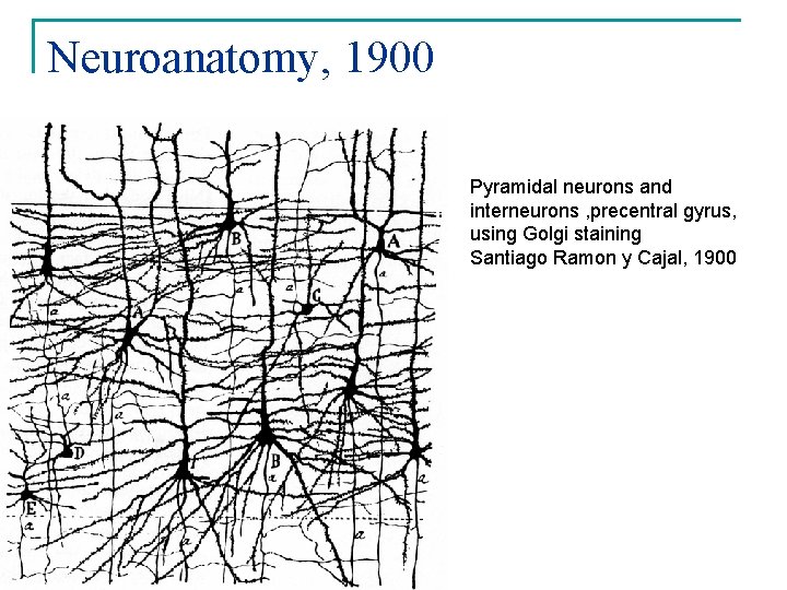 Neuroanatomy, 1900 Pyramidal neurons and interneurons , precentral gyrus, using Golgi staining Santiago Ramon