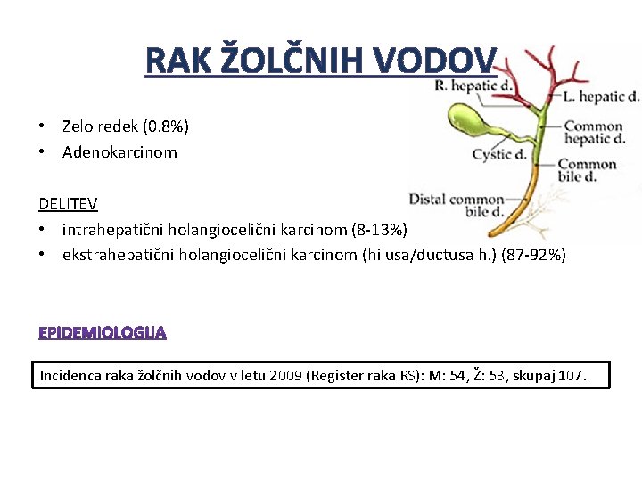 RAK ŽOLČNIH VODOV • Zelo redek (0. 8%) • Adenokarcinom DELITEV • intrahepatični holangiocelični RAK ŽOLČNIH VODOV • Zelo redek (0. 8%) • Adenokarcinom DELITEV • intrahepatični holangiocelični