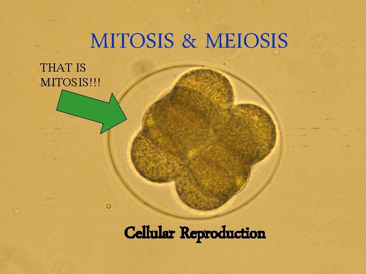 MITOSIS & MEIOSIS THAT IS MITOSIS!!! Cellular Reproduction 