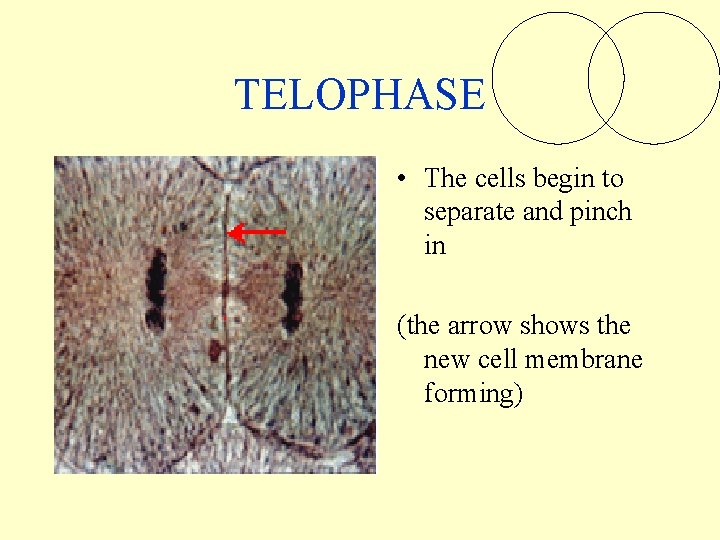TELOPHASE • The cells begin to separate and pinch in (the arrow shows the