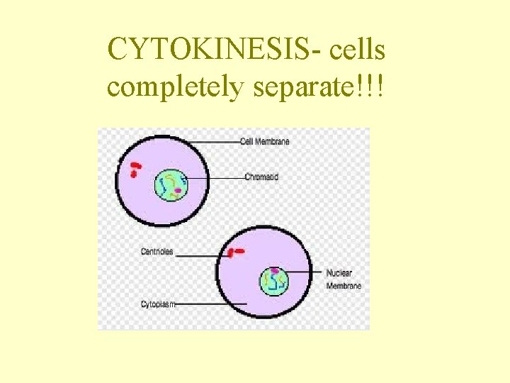 CYTOKINESIS- cells completely separate!!! 