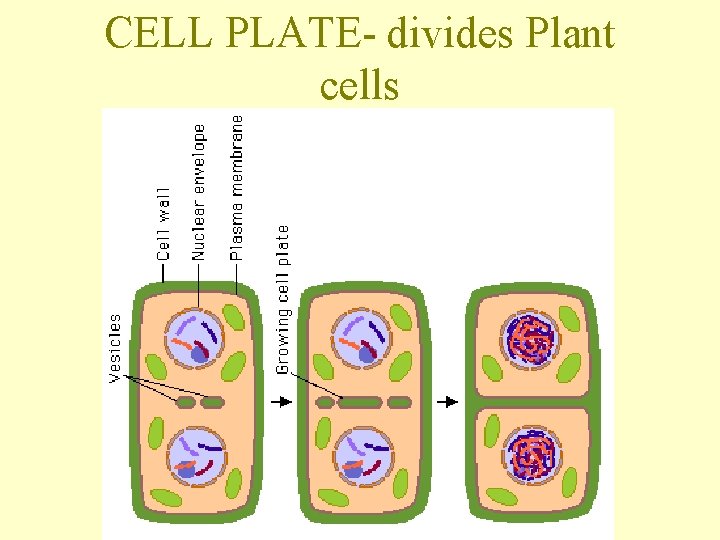 CELL PLATE- divides Plant cells 