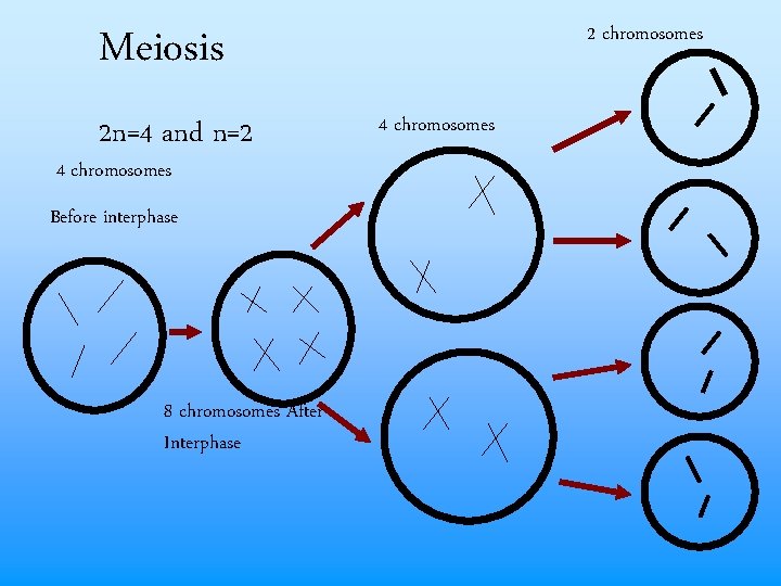 Meiosis 2 n=4 and n=2 4 chromosomes Before interphase 8 chromosomes After Interphase 2