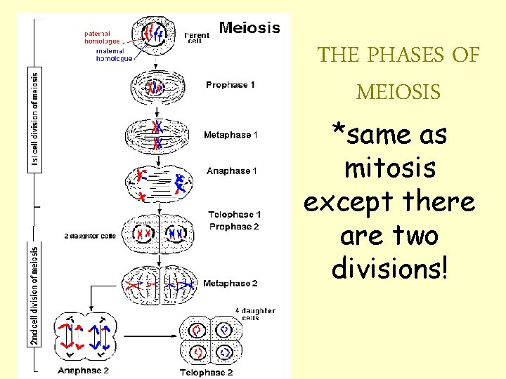 THE PHASES OF MEIOSIS *same as mitosis except there are two divisions! 