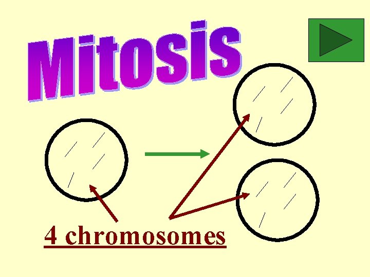 4 chromosomes 