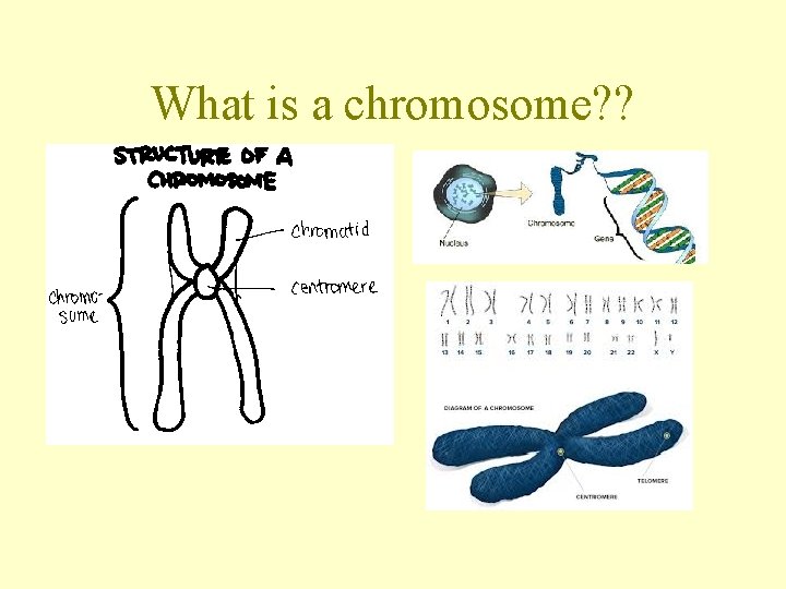 What is a chromosome? ? 