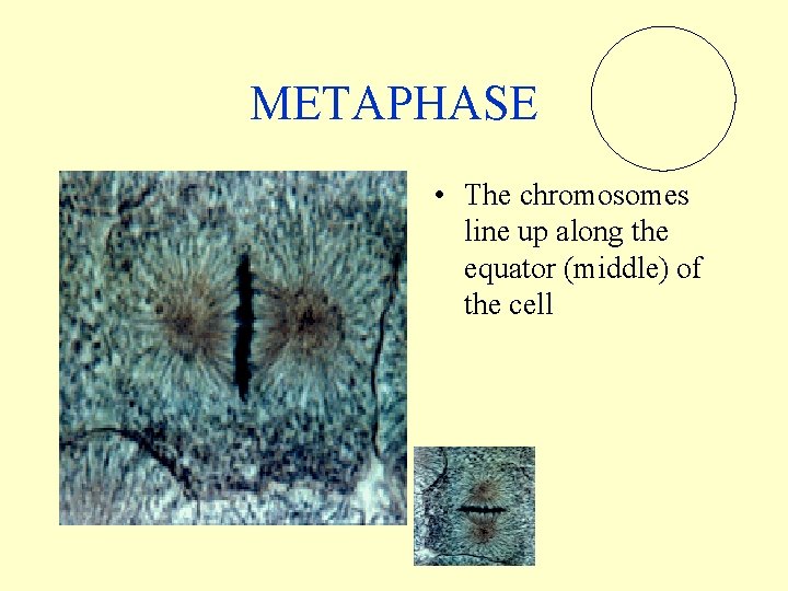 METAPHASE • The chromosomes line up along the equator (middle) of the cell 