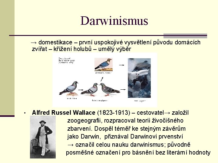 Darwinismus → domestikace – první uspokojivé vysvětlení původu domácích zvířat – křížení holubů –