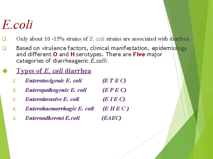 E. coli q Only about 10 -15% strains of E. coli strains are associated