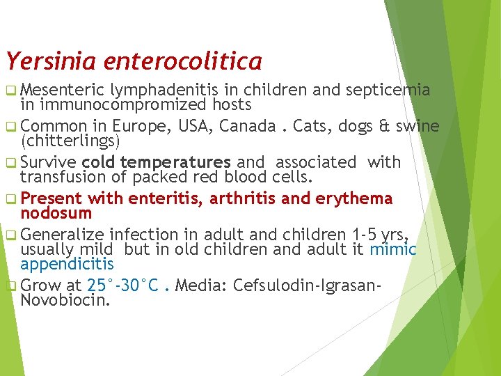Yersinia enterocolitica q Mesenteric lymphadenitis in children and septicemia in immunocompromized hosts q Common